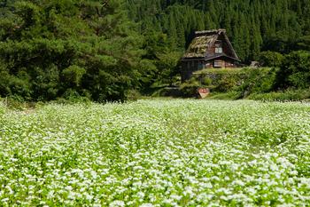 The hypoglycemic effect of buckwheat