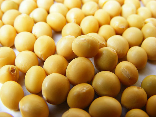 Soybean Food Industry Calls for the Development of High Quality Specialized Raw Material Soybeans
