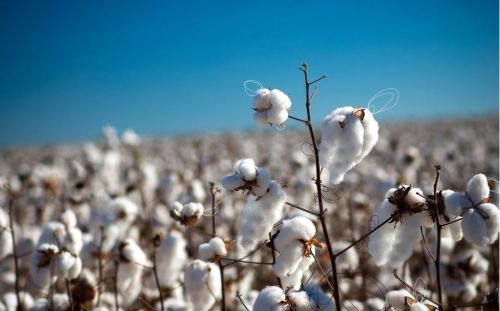 Initiation of cotton temporary storage in 2013