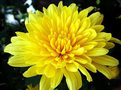 Chrysanthemum varieties and classification