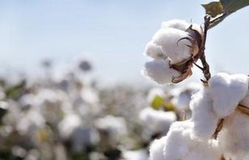 Development and Reform Commission: Temporary Purchase and Storage of Cotton Starts