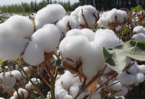 "Cotton processing terminology" passed the validation