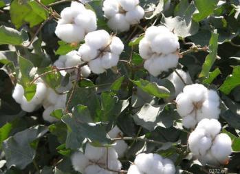Hunan's Cotton Growth in Drought or Yield Cuts