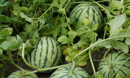 The remedy of potassium deficiency in watermelon
