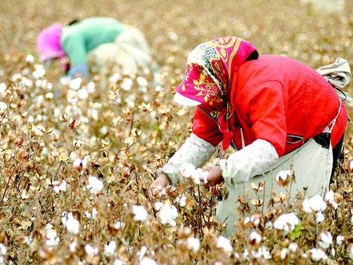 Domestic cotton products usher in rising prices