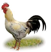 Breeding Chickens in Fermentation Beds Improves Chicken Immunity