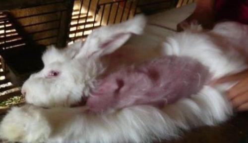 Martha and other suspended import of Chinese rabbit fur clothing
