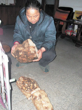 A hundred years of â€œAsian ginsengâ€ dug in wild mountain in Hunan with a total weight of about 35 kilograms