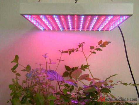 Plant growth lamp makes plants grow day and night