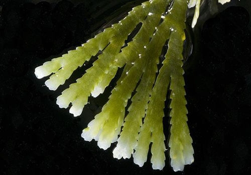 Introduction of seaweed fabric