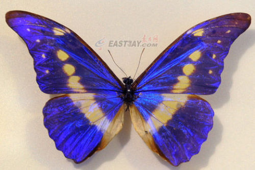 Need for Butterfly worth 360000