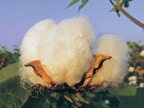 Corps Cotton Storage and Storage of 78,600 tons