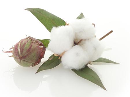 Cotton market may recover