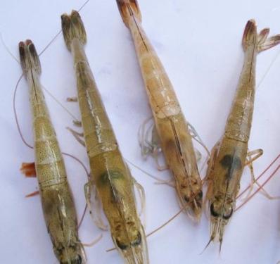 Listed shrimps Beware of 10 yuan white shrimp posing as 50 yuan shrimp