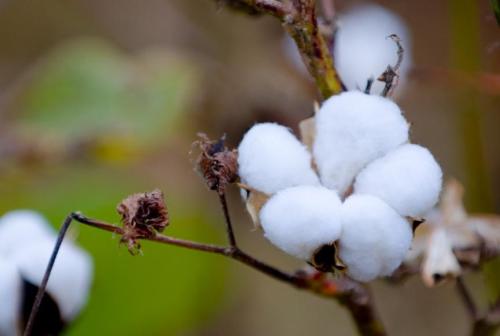 Ministry of Agriculture: Decreased cotton planting area by 7%