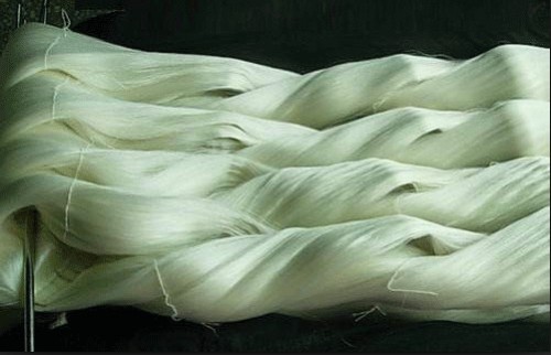 Control silkworm sex to improve raw silk quality