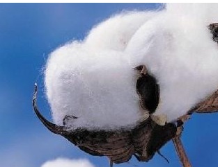 Ensure that the quality of cotton must be picked up from the source