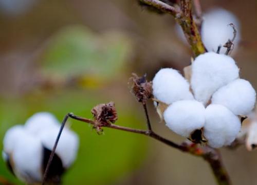 Policy fabrics restrict the rebound of cotton prices