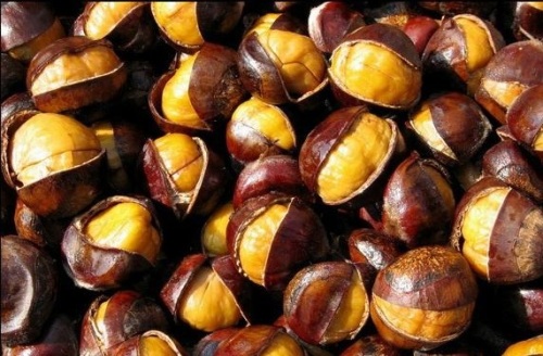 Chestnut encyclopedia