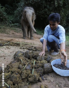 Challenge the taste of elephant dung coffee