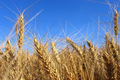 Strong wheat market is still not optimistic