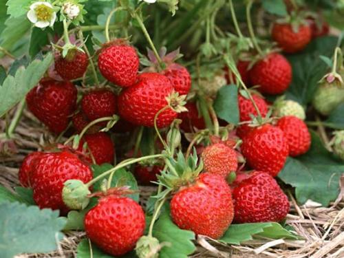 Qingdao: Strawberry is about to withdraw from the market