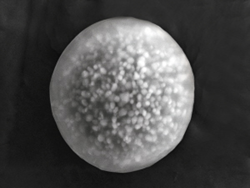 Scanning electron microscopy of haze particles