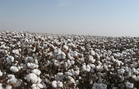 Pakistan predicts cotton output of 12.66 million bales