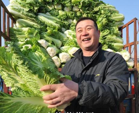After the collapse of 2012 winter cabbage prices will skyrocket?