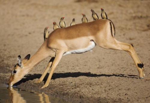 Ostrich parked impala backs like sentries