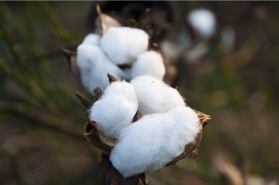 December 2012 Cotton Tariff Rate Adjustment