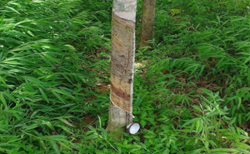 Analysis of Abnormal Rubber Supply in Thailand