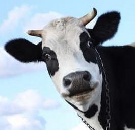 New Zealand dairy cows come to Guangzhou to produce safe milk