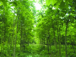 China's forest supply and demand show a growth trend