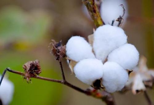 Outside the cotton spot market or is now "soft and strong outside"