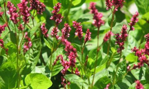 Plant dyeing, the most beautiful natural