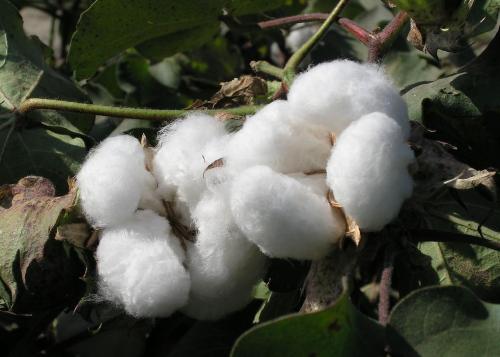 Peru launches new credit to promote cotton agriculture