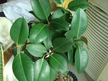 The role of rubber tree