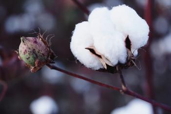 Cotton storage policy adjustment is imminent