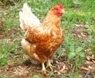 Precautions for daily feeding of laying hens in winter