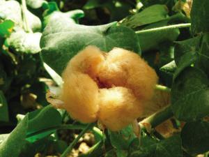 Coloured cotton leads the new market