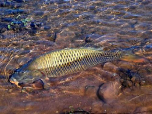 Australia plans to curb the proliferation of salmon