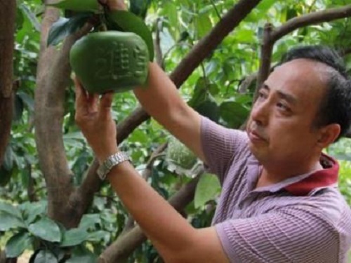 Taiwanese farmers increase their income through "deformation" of pomelo