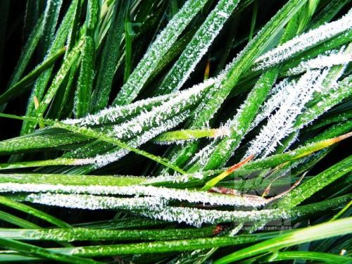 Frost damage to crops