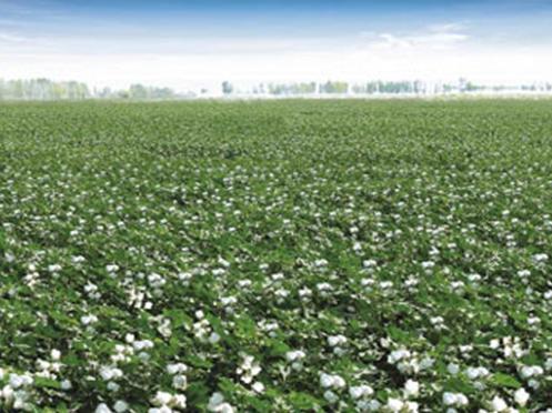 How will the cotton purchase and storage policy be reformed?