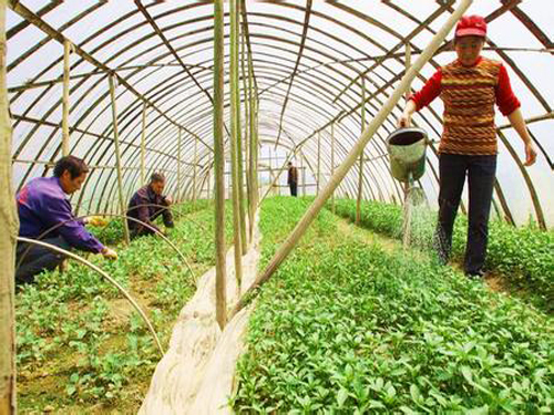 Different fertilization methods for different vegetables