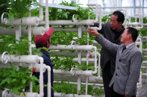 Subsequent efforts to increase the income of growing vegetables