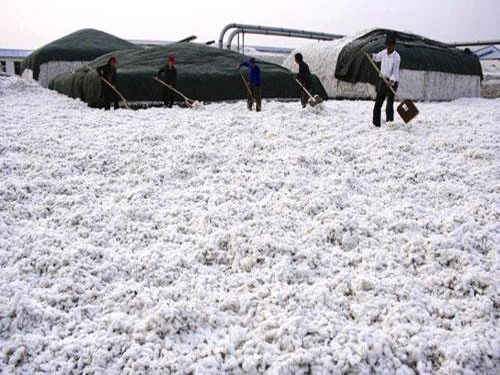 Cotton: Cost rises, prices fall, ups and downs damage the industry