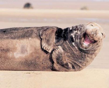 The photographer took a "laughing" seal in Britain