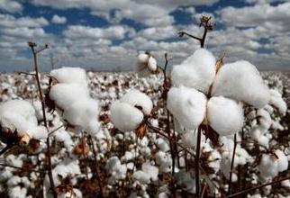 The company looks forward to the listing of cotton yarn**